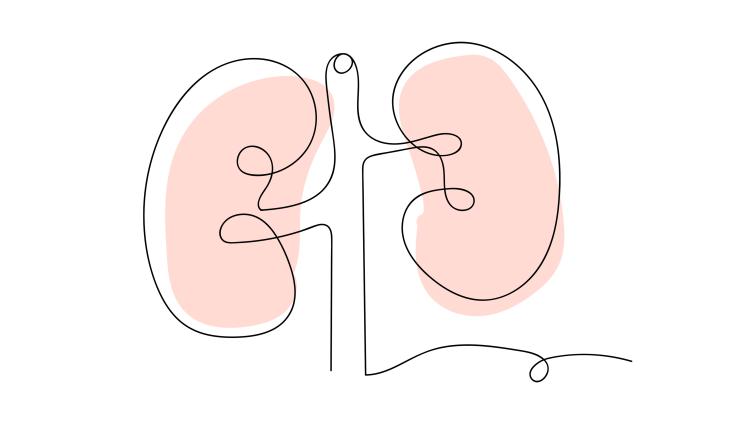 Illustration of kidney organs